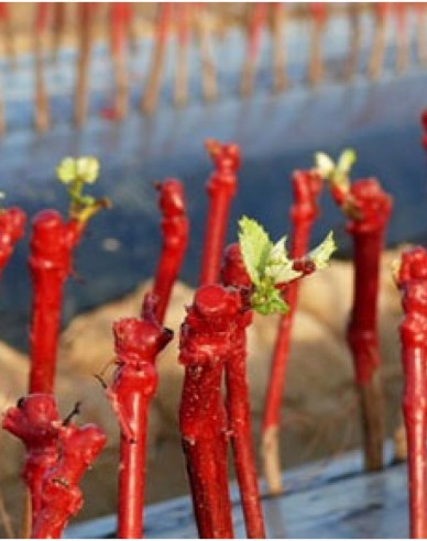 REBWACHS WF Veredelungswachs 2kg