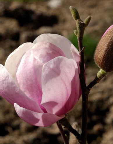 Magnolie Festirose