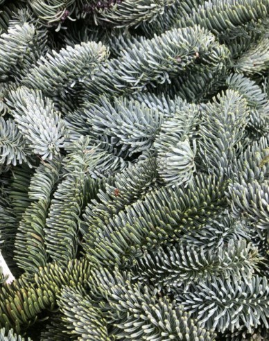 Geschnittenes Nobilis-Tannengrün 5 kg