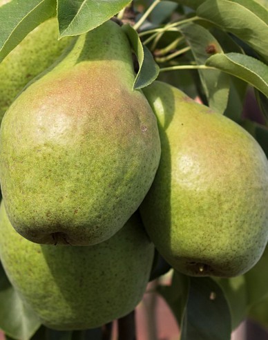 Säulenbirne Condo, auf Quitte, Cont. 2l