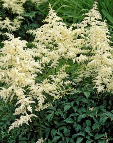 Prachtspiere Brautschleier