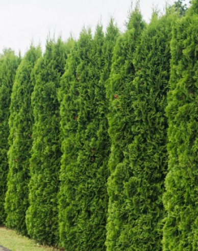 Lebensbaum Smaragd 90 - 110cm