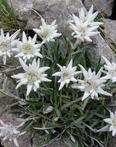 Soulié-Edelweiß ´Alpina White´
