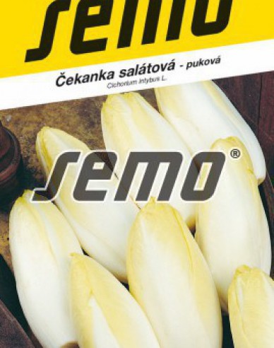 Semo Chicorée Mechelse Middelvroeg