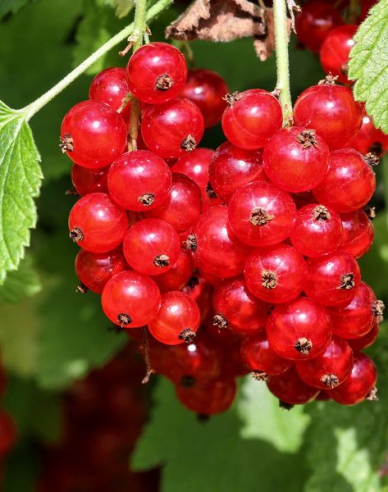 Rote Johannisbeere "Jonkheer van tets" Strauch