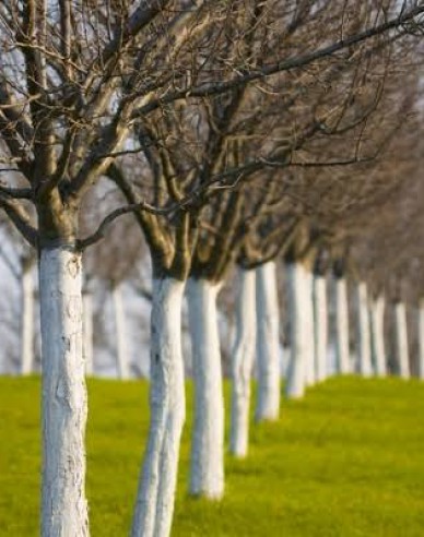 Biovita Kalk zum Bleichen von Bäumen und Sträuchern 2kg