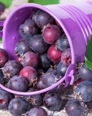 Felsenbirne  Prinz-William