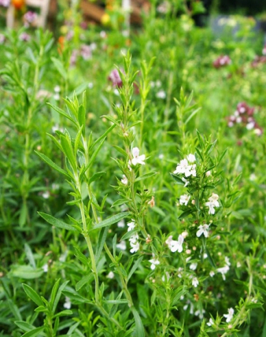 Satureja hortensis