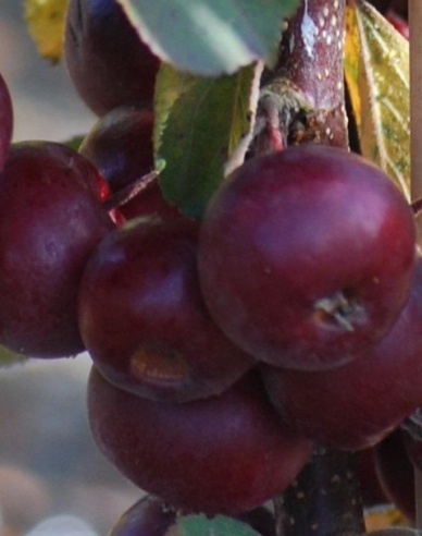 Säulenapfelbaum Maypole auf M7, Cont. 5l