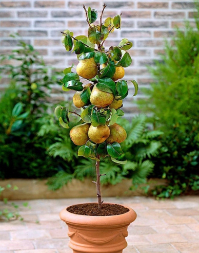 Säulenförmige Birne Concorde 2l