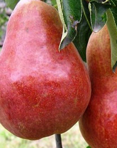 Birne Williams Rot auf Sammling, Cont. 5l