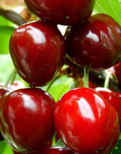 Kirsche Karešová auf Colt, wurzelnackt