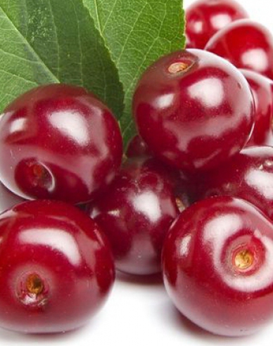 Sauerkirsche Érdi Bötermö auf prunus Mahaleb, wurzelnackt