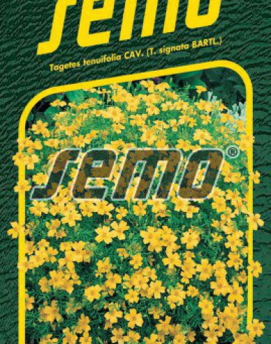 Semo Tagetes Yellow