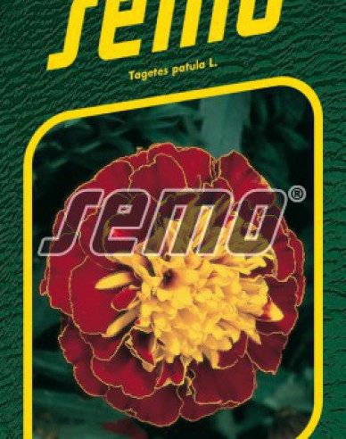 Semo Tagetes Harmony Boy