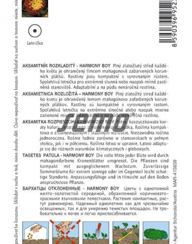 Semo Tagetes Harmony Boy