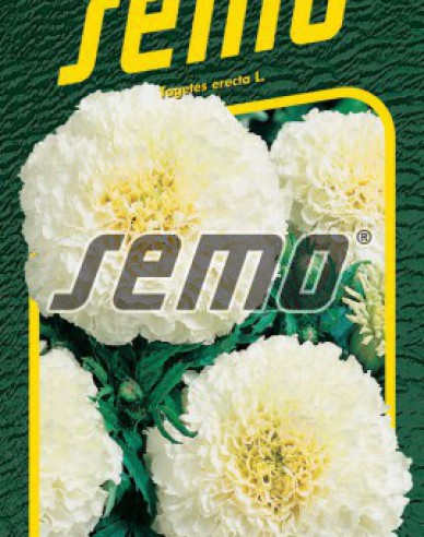 Semo Tagetes Kilimanjaro White