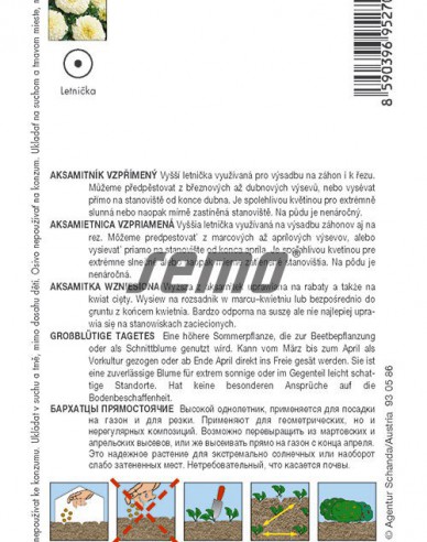 Semo Tagetes Kilimanjaro White