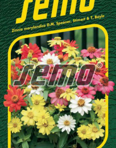 Semo Zinnie Zahara mix