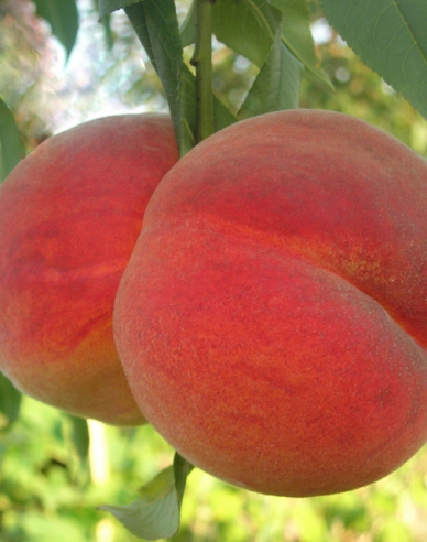 Pfirsich Redhaven, auf GF677,  wurzelnackt