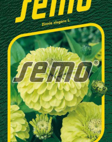 Semo Zinnie Envy