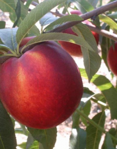 Nektarine Venus auf GF677, wurzelnackt