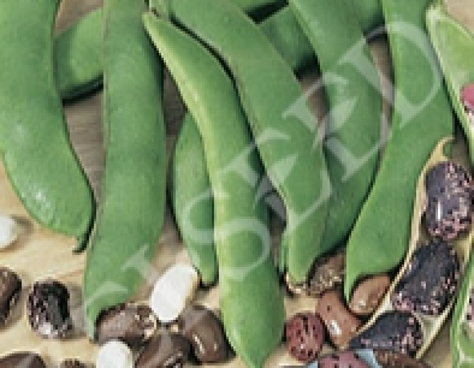 Zelseed Stangenbohne Gefleck