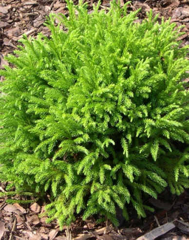 Japanische Sicheltanne "Globosa Nana"