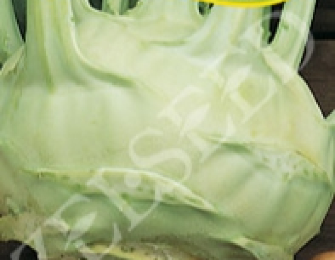 Zelseed Kohlrabi Gigant