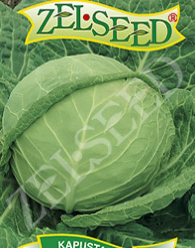 Zelseed Weißkohl  Zora