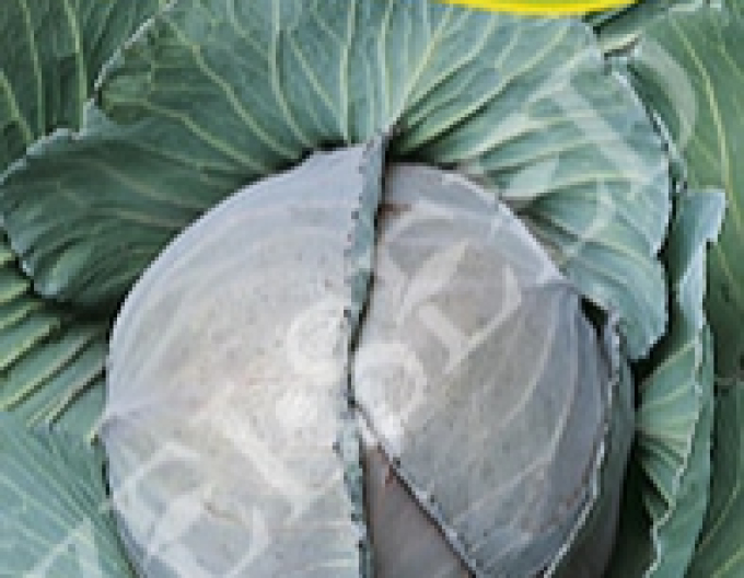 Zeltsamen-Kohl SpätPourovo Spät