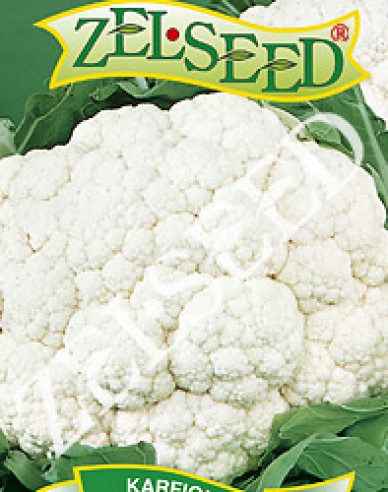 Zelseed Blumenkohl Bora