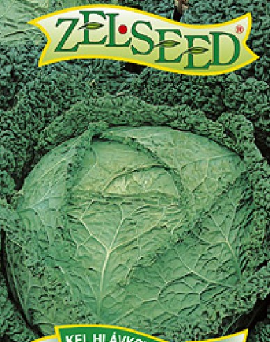 Zelseed Grünkohl Vertus 3