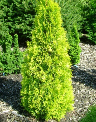 Lebensbaum "Golden Smaragd"