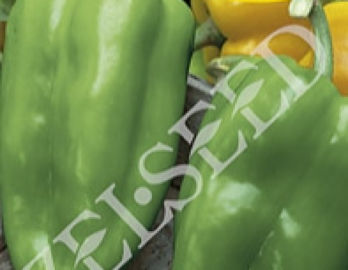 Zelseed Paprika Ivica F1