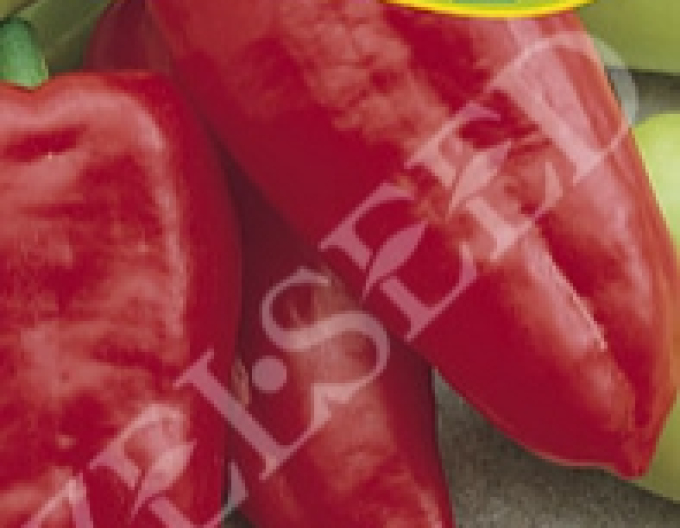 Zelseed Paprika Slovakia