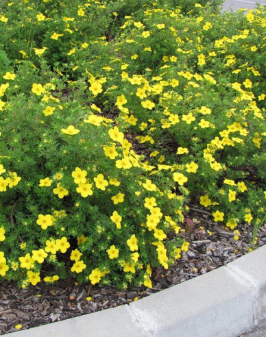 Fingerstrauch Klondike