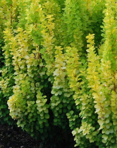 Berberitze "Golden Rocket"