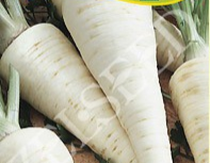 Zelseed Wurzelpetersilie  Alba