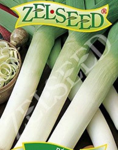 Zelseed Lauch  Starozagorski Kamuš