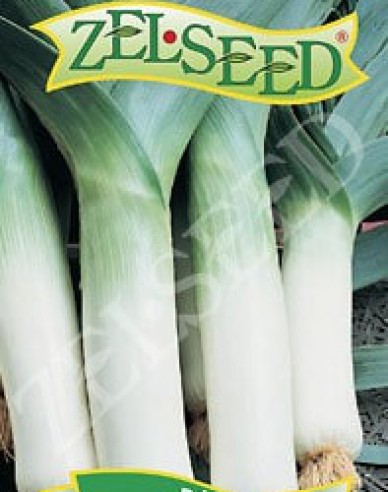 Zelseed Lauch  Leonard