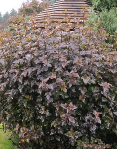 Fasanenspiere Red Baron