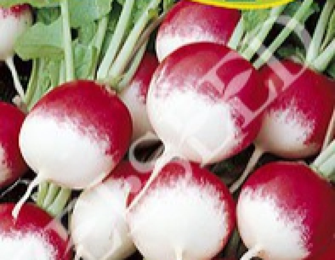 Zelseed Radieschen rot und weiß Duo