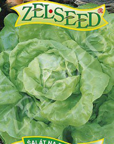 Zelseed Kopfsalat  Liban