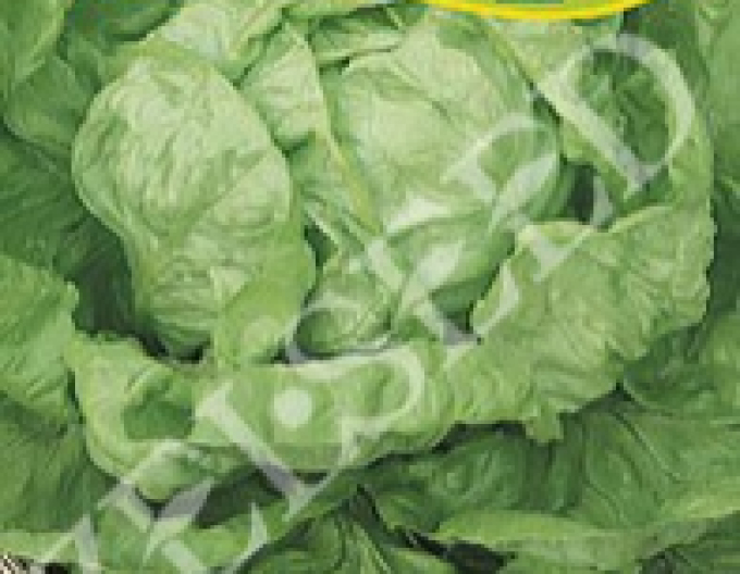 Zelseed Sommersalat Julek
