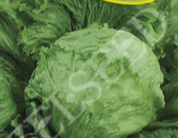 Zelseed Sommersalat Prazan