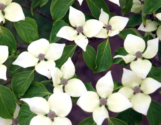 Japanischer Hartriegel China Girl (Cornus cousa China Girl)