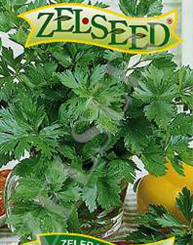 Zelseed Bleichsellerie ´Fein´