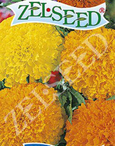 Zelseed Tagetes groß Mixture