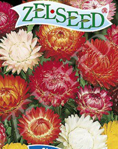 Zelseed Strohblume groß Mix